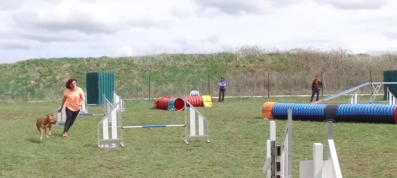 Concours agility